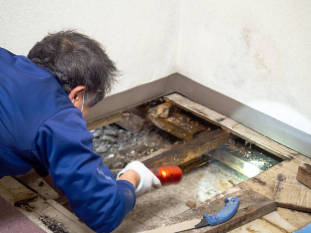 Best Home Mold Removal  in Hershey, PA