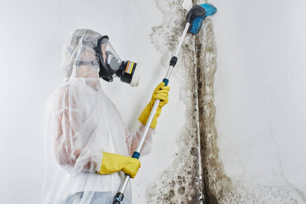Best Residential Mold Removal  in Hershey, PA