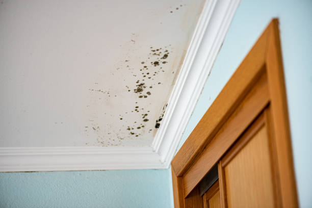 Best Commercial Mold Removal  in Hershey, PA