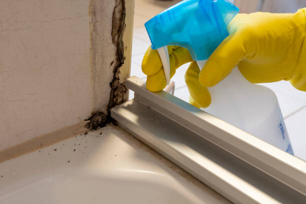 Best Black Mold Removal  in Hershey, PA