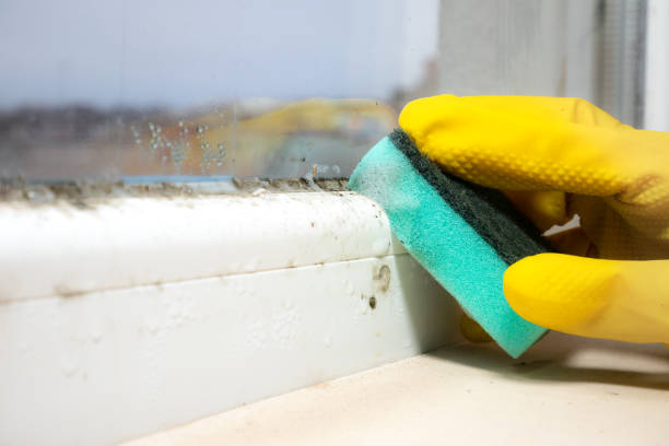 Best Attic Mold Removal  in Hershey, PA