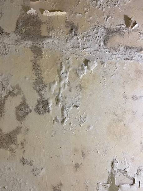 Best Fast Mold Removal  in Hershey, PA