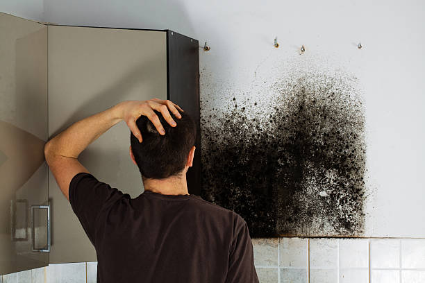 Best Local Mold Removal Service  in Hershey, PA