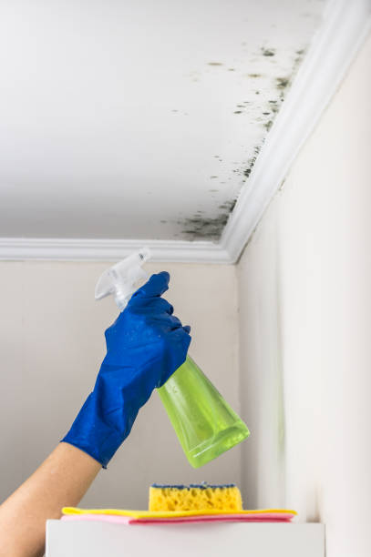 Best Mold Damage Repair  in Hershey, PA